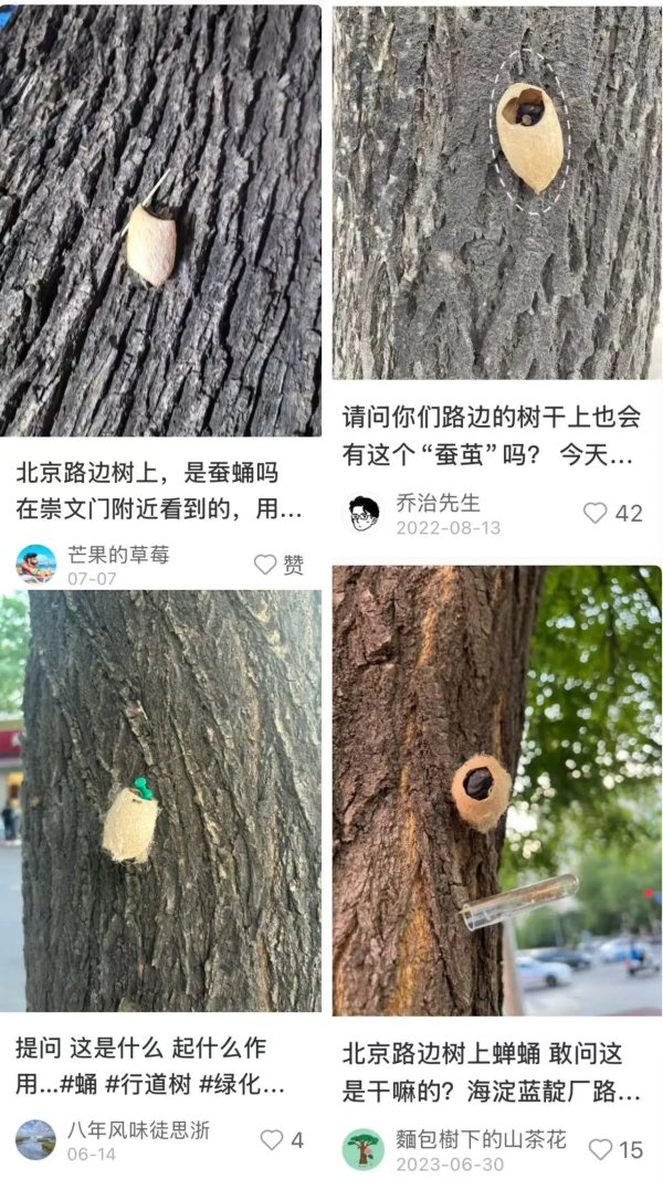配资平台股票行情 在路边看到这种黑色的蛹千万别动，北京市园林绿化局：以虫治虫